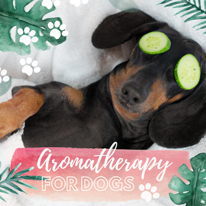 Aromatherapy for Dogs Make & Take Workshop